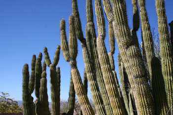 cactusforest.jpg