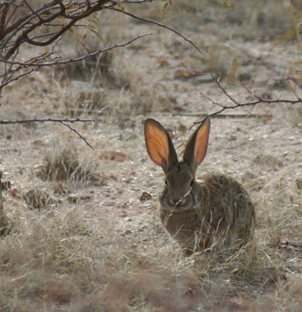 rabbit2.jpg