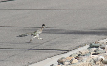 roadrunner.jpg