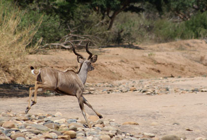 kudu_small.jpg