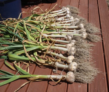 garlic 2012