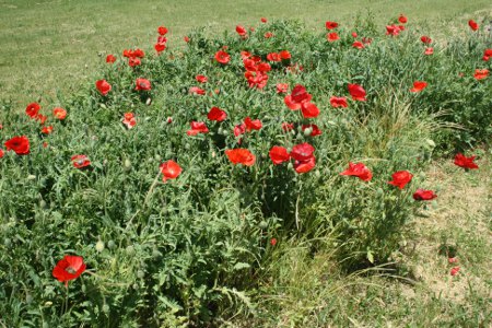 poppies_small