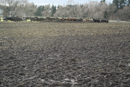 cows_small