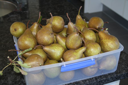 pears_small